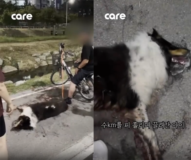 ‘파샤’가 전기 자전거에 매달려 피를 흘리고 있는 모습. 동물보호단체 케어(Care) SNS 갈무리