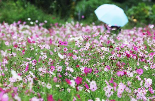 가을을 재촉하는 비가 내린 19일 공원을 찾은 시민이 활짝 핀 코스모스 속에서 초가을 정취를 만끽하고 있다. /연합뉴스