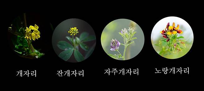 콩과의 개자리속 식물의 비교표 1.