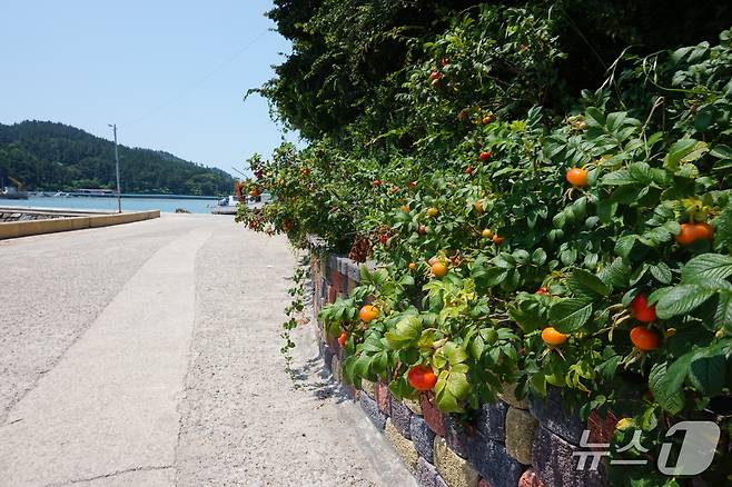 해안도로가에 핀 해당화. 꽃은 지고 알록달록한 열매가 알사탕을 닮았다.2025.9.19/뉴스1 ⓒ News1 조영석 기자