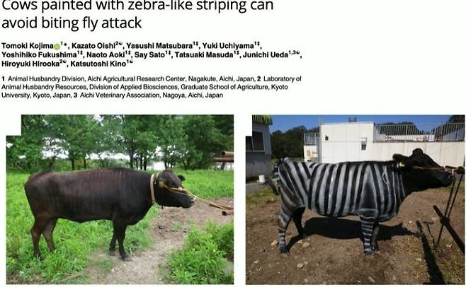 일본 연구진은 흑우에게 얼룩말 줄무늬를 입혔더니 파리가 잘 앉지 않는다는 걸 발견해 이그노벨상을 받았다. 유튜브 갈무리