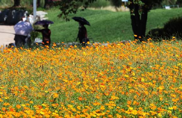 맑은 날씨에 경기도 시흥시 갯골생태공원을 찾은 시민들이 활짝 핀 황화 코스모스를 감상하고 있다. [사진=연합뉴스]