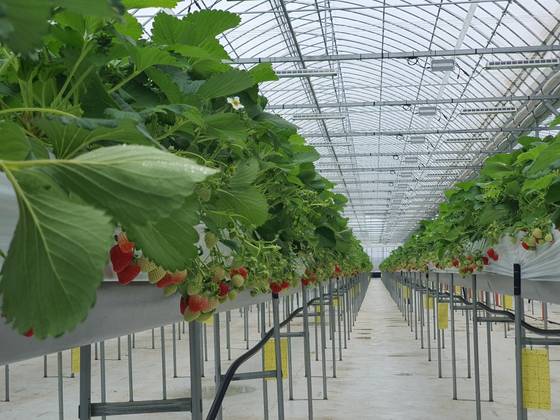 충남 부여군 홍산면 김영웅씨가 운영하는 스마트팜. 사진 김영웅씨
