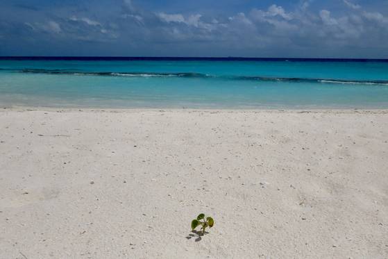 몰디브의 콘스탄스 할라벨리 리조트 해안가에 돋아난 풀. 콘스탄스 호텔 & 리조트는 풀 한 포기라도 자연 그대로 놔둔다. 김홍준 기자