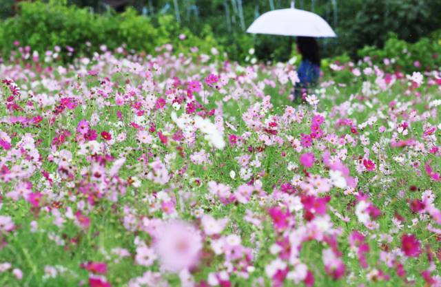 ▲ 가을을 재촉하는 비가 내린 지난 19일 경기도 의왕시 왕송호수를 찾은 시민이 활짝 핀 코스모스 속에서 초가을 정취를 만끽하고 있다. 연합뉴스