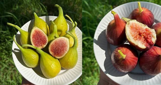 청무화과와 홍무화과. 사진 이웃집텃밭