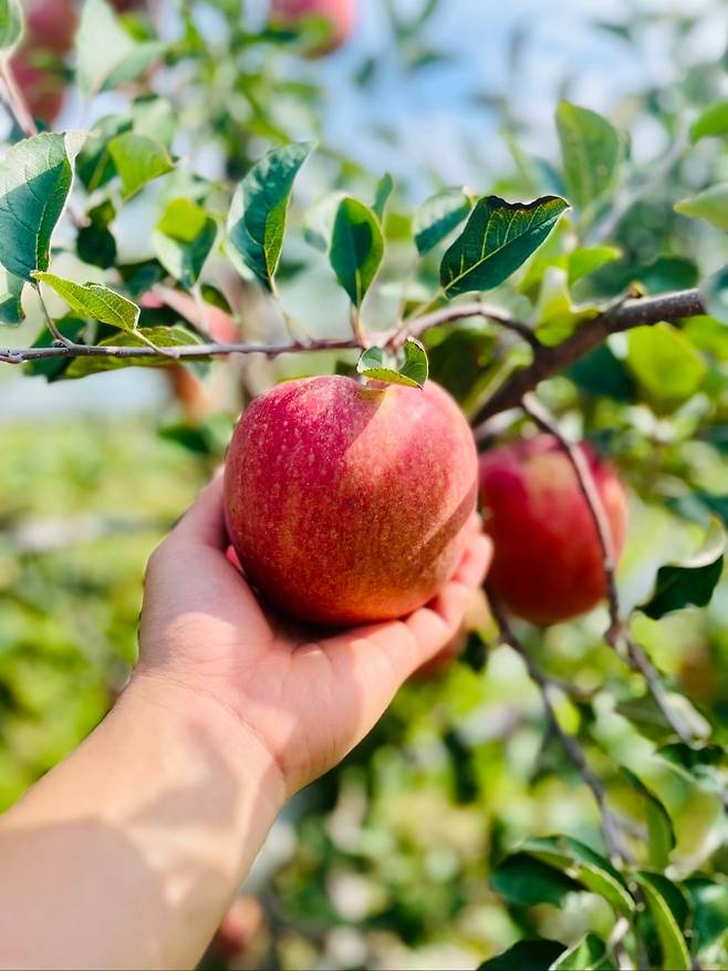 Gamhong apple (Jo Ara Apple Farm)