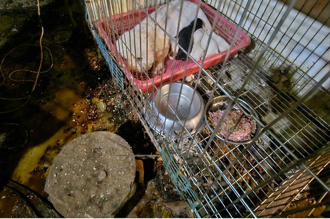 지난 7월 24일 구조가 이뤄진 강화 번식장의 모습. 루시의 친구들 제공