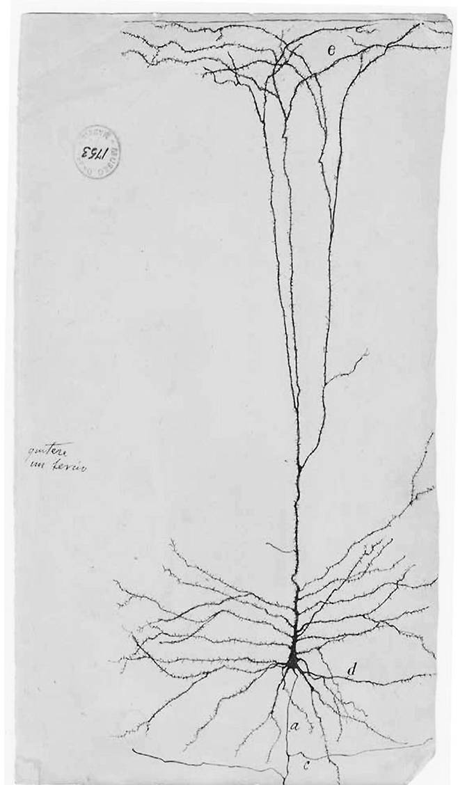 세포들의 미래예측 메커니즘이 담긴 신경세포 모식도&nbsp;북라이프 제공
