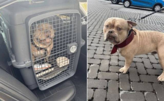 공항서 유기된 아메리칸불리. 사진=SRPA 베웨이드 SNS 캡처