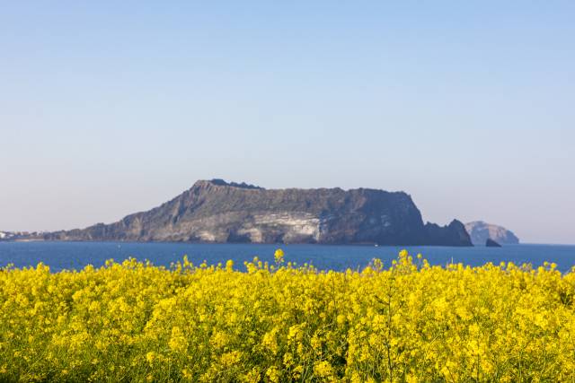 성산일출봉 앞 섭지코지의 유채꽃밭. 클립아트코리아