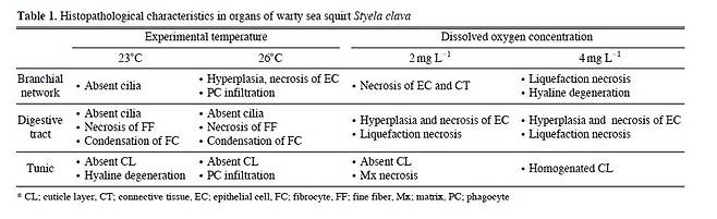 수온 상승과 용존산소 농도 감소에 따른 미더덕 관찰표 학술논문 '수온과 용존산소 변화에 따른 미더덕 Styela clava의 생존율 및 생리적 반응' 일부 캡처 [재판매 및 DB 금지]]