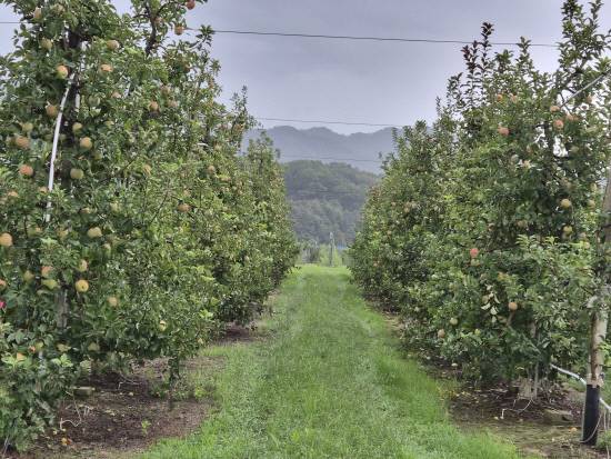 경남도농업기술원은 과수 산업의 노동 집약적 약점을 극복하기 위해 평면수형으로의 전환과 농작업의 로봇화을 꾀하고 있다. 사진은 사과 농장에 있는 세장방추형의 모습.사진=경남도농업기술원