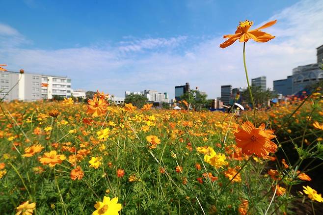 서울 종로구 열린송현 녹지광장에서 '소녀의 순정'의 꽃말을 지닌 황화코스모스가 활짝 피어있다.(사진/뉴시스)