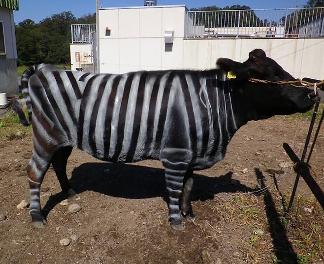 몸통에 흰 줄무늬를 그린 흑소./ 아이치현농업종합시험장