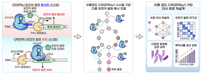 KAIST가 개발한 '이중모드 크리스퍼 유전자 가위 시스템' 작동 원리와 다중 유전자 동시 조절 모식도.