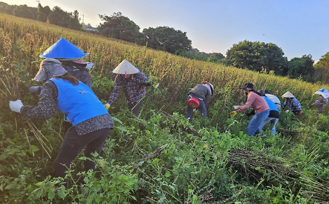 고산농협 계절근로자 현장지원반 회원들이 지난 5일 공공형 계절근로자들에게 참깨 수확 방법을 지도하고 있다. (제주농협 제공)