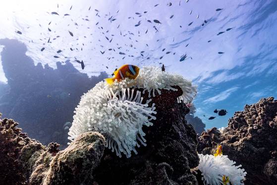 2023년 홍해에서 발생한 해양열파로 인해 말미잘이 선명한 색상을 잃고 하얗게 변했다. 사진 Morgan Bennett-Smith