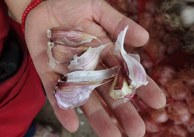 굳이 단군신화까지 거론하지 않아도, 우리는, 마늘의 민족이다. 아마도.