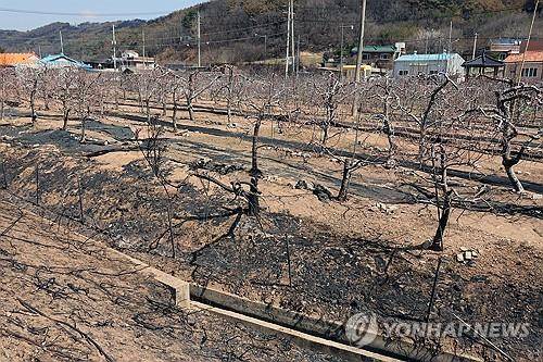그을린 사과나무 [연합뉴스 자료사진]