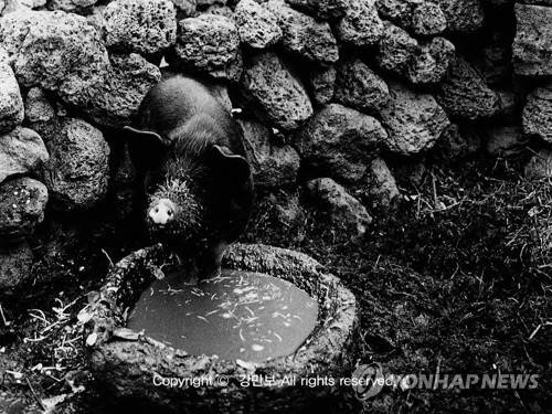 돗통시 안의 돼지     (제주=연합뉴스) 옛날 제주에는 집집마다 '돗통시'가 있었다. '돗'은 돼지를, '통시'는 뒷간을 뜻하는 말로 돗통시는 돼지우리와 화장실을 겸한 공간이다. 강만보 사진 작가 촬영. [제주학연구센터 제공, 재판매 및 DB 금지]