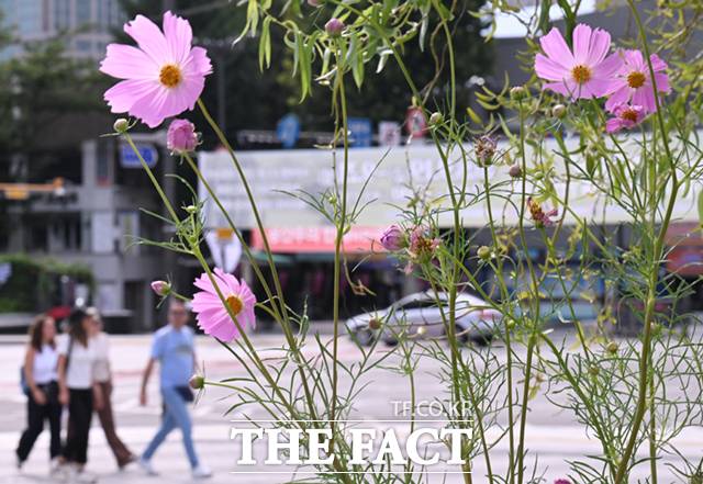 월요일인 22일은 전국이 완연한 가을 날씨를 보이겠다. 전국 대부분 지역에 선선한 초가을 날씨가 이어지는 12일 오전 서울 종로구 인사동 일대에 코스모스가 피어 있다. /이새롬 기자