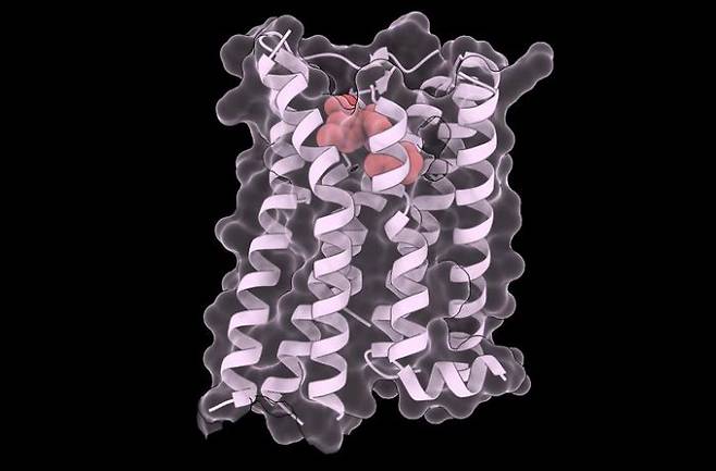톨밥탄(빨간색으로 표시된 부분)이 V2R 구조와 결합하는 구조를 보여주는 이미지. CREDIT/Taylor Mighell·Centro de Regulación Genómica