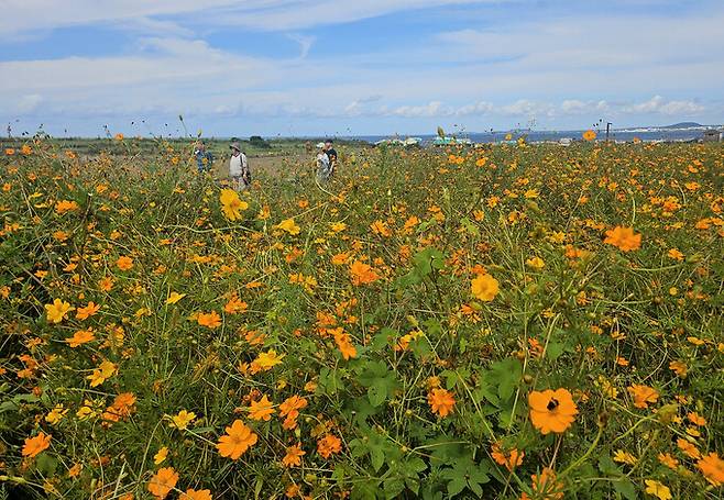 21일 제주도 남쪽 부속섬인 서귀포시 대정읍 가파도를 찾은 관광객들이 황화코스모스밭에서 가을 정취를 즐기고 있다. 연합뉴스