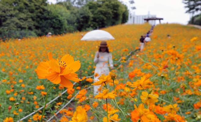 22일 서울 송파구 올림픽공원 들꽃마루를 찾은 시민들이 활짝 핀 황화 코스모스를 보며 가을을 만끽하고 있다. 이재문 기자