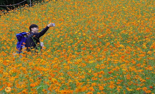 22일 서울 송파구 올림픽공원 들꽃마루를 찾은 시민들이 활짝 핀 황화 코스모스를 보며 가을을 만끽하고 있다. 이재문 기자