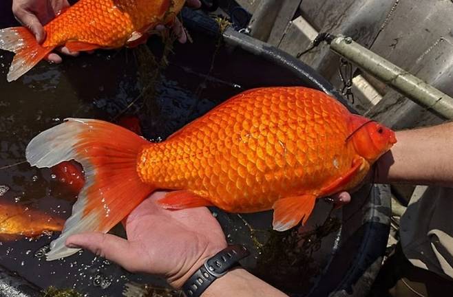 미국 미네소타주 미니애폴리스의 코넬리아 호수에서 건진 돌연변이 금붕어