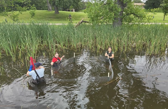 미국 미네소타주 미니애폴리스의 코넬리아 호수에서 돌연변이 물고기를 건지는 사람들