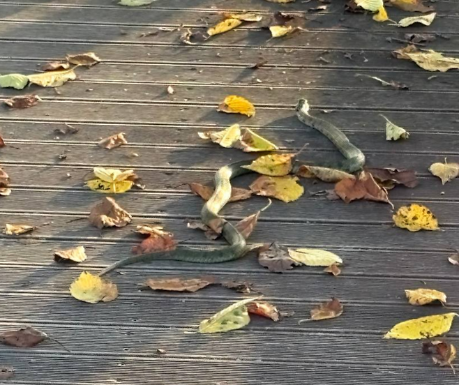 포천시민들이 즐겨찾는 포천천에 설치된 데크 위를 기어가는 뱀의 모습. 사진=독자제공