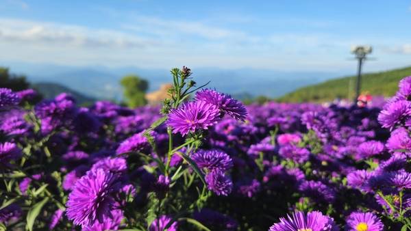 23일 거창군 감악산 정상과 별바람언덕에서 '제5회 감악산 꽃별여행'이 열렸다. 이날 방문한 시민들이 정상에 핀 애스터 꽃을 감상하고 있다. 축제는 내달 12일까지 열린다. /이창우 기자