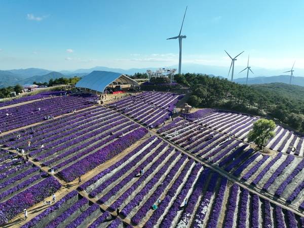 23일 거창군 감악산 정상과 별바람언덕에서 '제5회 감악산 꽃별여행'이 열렸다. 이날 방문한 시민들이 정상에 핀 애스터 꽃을 감상하고 있다. 축제는 내달 12일까지 열린다. /김연수 기자