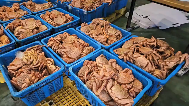 동해 공해상에서 밀수 사범을 통해 국내로 반입된 러시아산 털게. 포항해양경찰서 제공