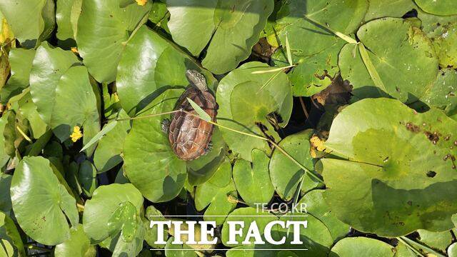 당진시가 지난 6월 합덕제에 방사한 천연기념물 '남생이'의 일광욕 장면이 포착됐다. /당진시