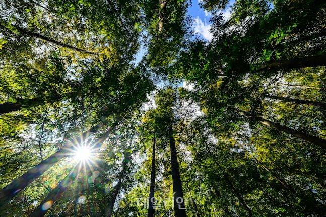 지질공원 탐방이 끝나는 길목에는 피톤치트를 흠뻑 받을 수 있는 벌영리 메타쉐콰이어 숲이 있다. 마지막 여정에서 진정한 힐링을 느낄 수 있다. ⓒ데일리안 배군득 기자