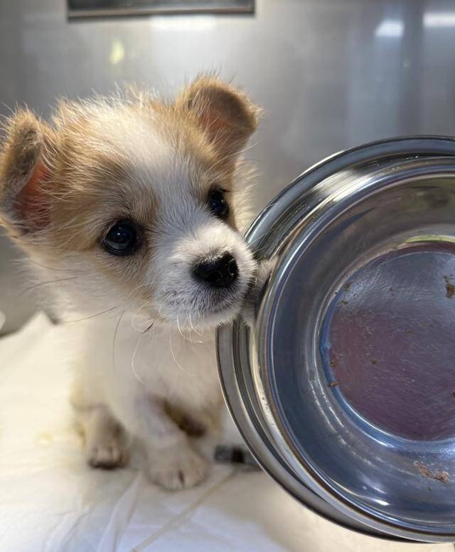망고는 입원하고나서 완밥