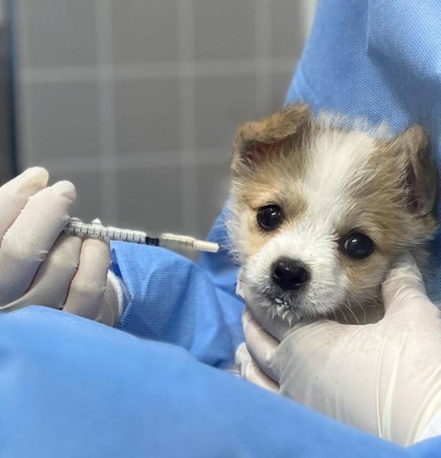 파보, 코로나 너 뭐 돼? 내가 이겨주지!