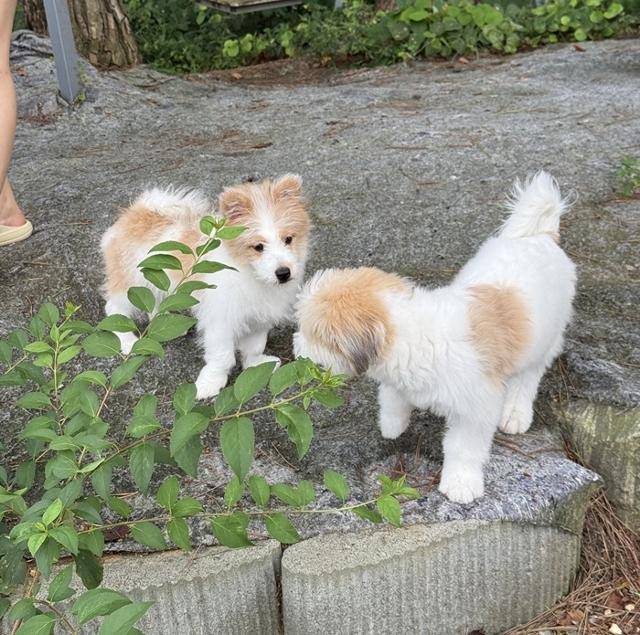 오랜만에 만난 강쥐들, 서로 알아보는 걸까요?