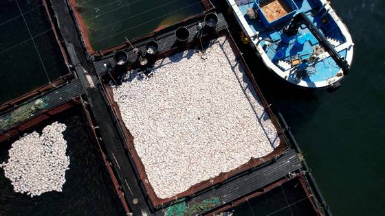 지난달 29일 경남 남해군 양식장에서 어민이 집단 폐사한 참돔을 수거하고 있다. [연합뉴스]