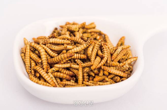 식용곤충. 농촌진흥청 제공