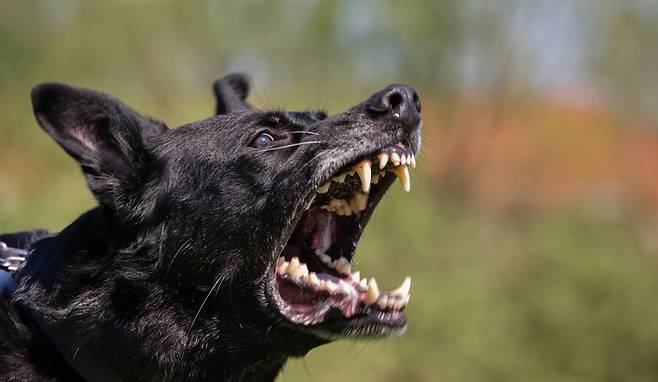 전 세계적으로 매년 약 6만명이 광견병으로 숨지는 가운데 지난 1년간 미국에서는 6명이 광견병으로광견병으로 사망했다. 아직 광견병에는 별다른 치료제가 없어 발병 시 치사율이 100%에 달해 각별한 주의가 필요하다. 위 사진은 기사 내용과 무관한 자료사진/사진=게티이미지뱅크