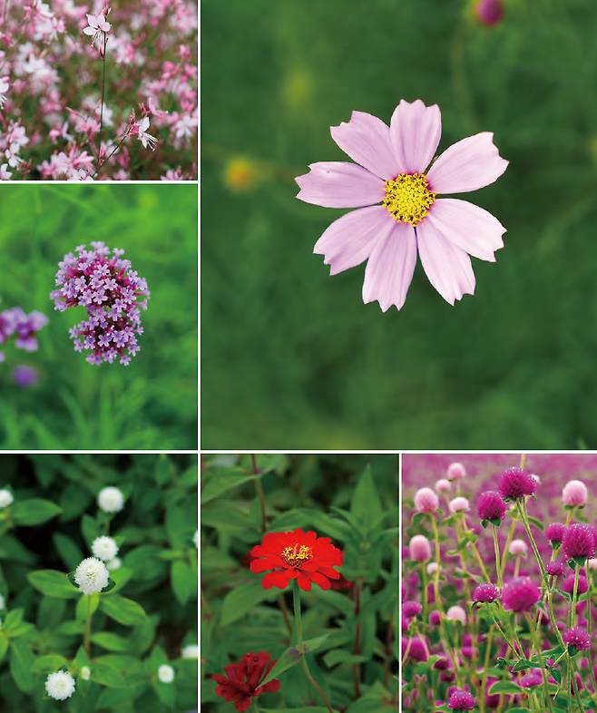 가을에 만날 수 있는 고석정 꽃밭의 수종은 무척 다양하다. 가우라, 버베나, 코스모스, 천일홍, 백일홍, 해바라기 등 형형색색 꽃이 고석정 꽃밭을 가득 메운다