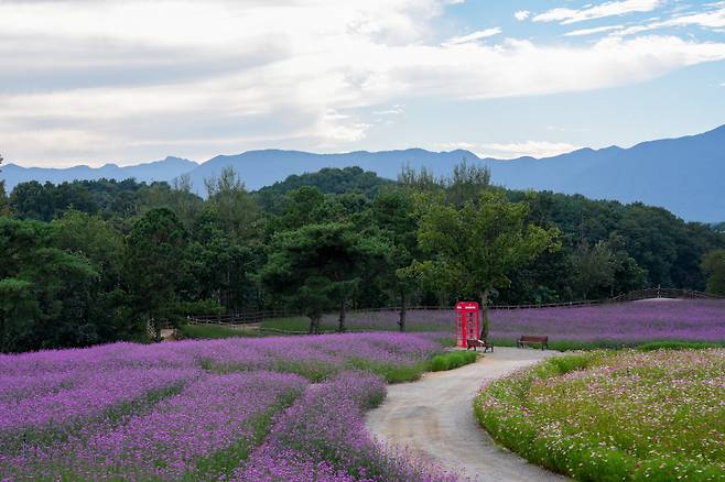 보랏빛 버베나가 만개한 고석정 꽃밭. 산책로가 넓고 완만해 거닐기 좋다
