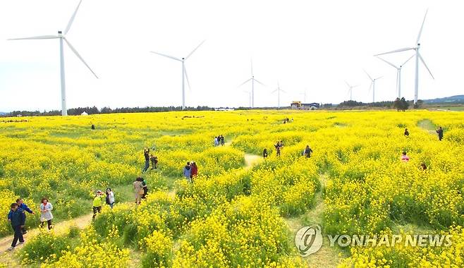 가시리 조랑말체험공원 일대에 있는 풍력발전기 [연합뉴스 자료사진]