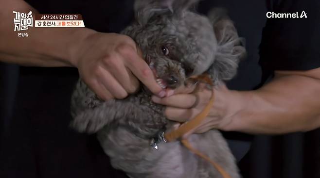 사진=채널A '개와 늑대의 시간'