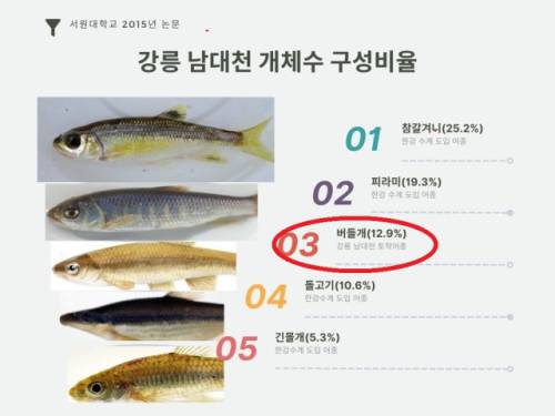 강릉 남대천에서 출현한 36종의 물고기가 가운데 개체수가 많은 상위 5종 중 영동지역 고유의 토종어종은