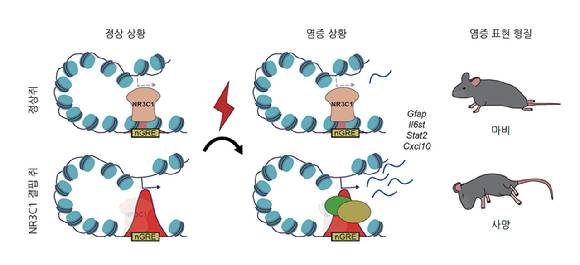 뇌 발달 시기 특정 유전자가 성인기 뇌 면역 취약성에 영향을 미치는 것으로 파악됐다. 치매 등 비밀을 밝힐 뇌 면역 유전자 규명이 가능할 것으로 기대된다. [사진=KAIST]